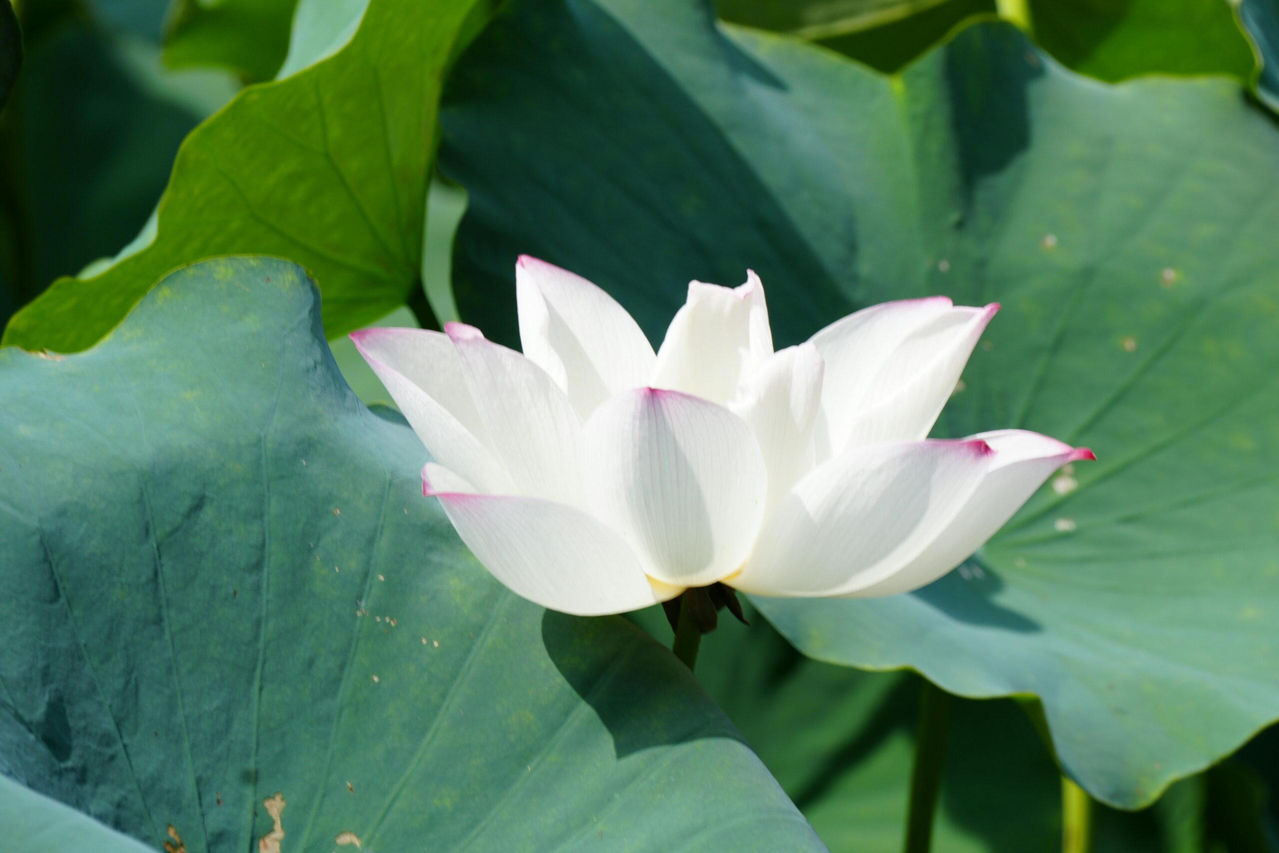 pexels-photo-32718329-32718329 | Architecture vastu maharishi Elegant white lotus flower surrounded by lush green leaves in natural sunlight.